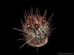 Glandulicactus uncinatus 913